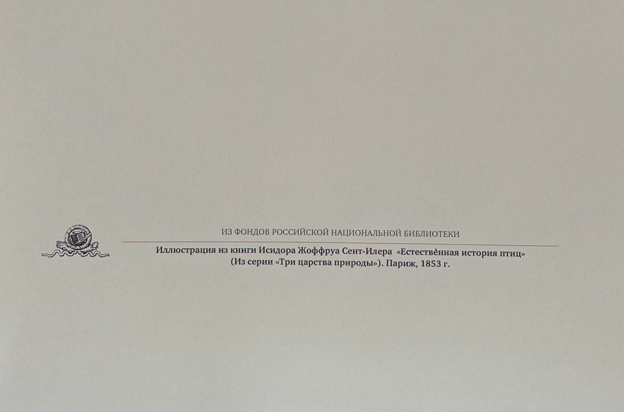 Triptych “Natural History of Birds”
